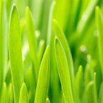 gras hydroseeding